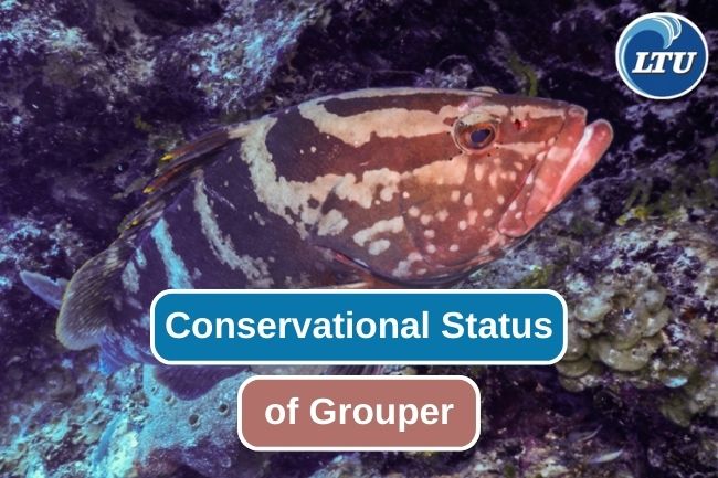 Vulnerable Grouper Populations in Coral Reef Ecosystems